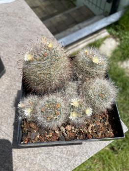 Mammillaria bocasana